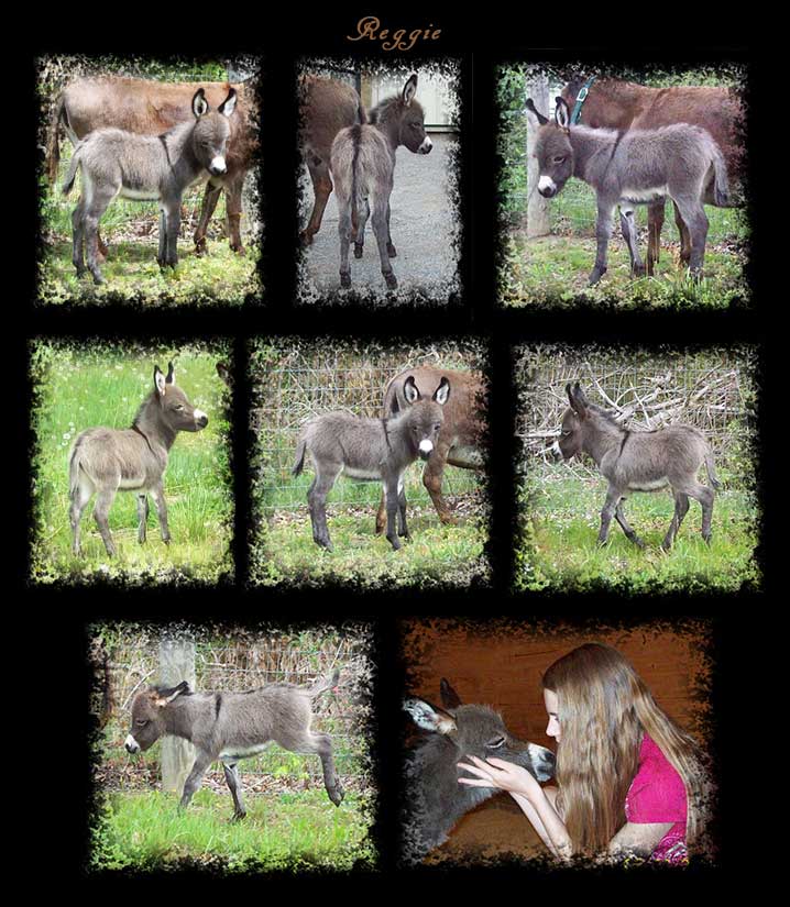 Critter Haven Farm Miniature Donkeys